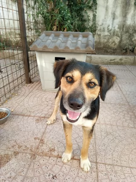 Gigio 2 anni socievole equilibrato  | Foto 2