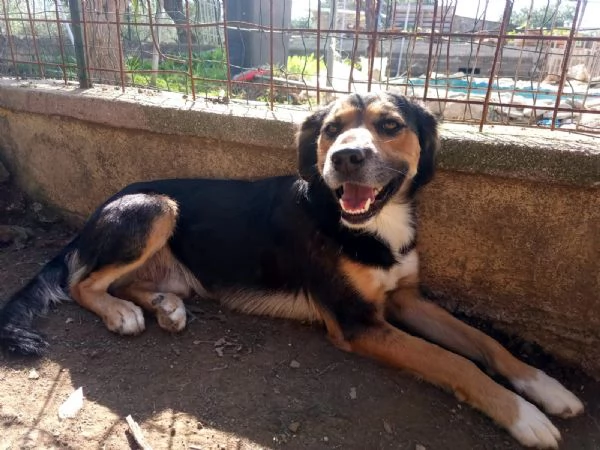 Gigio 2 anni socievole equilibrato 