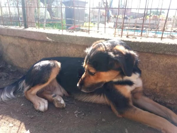 Gigio 2 anni socievole equilibrato  | Foto 1