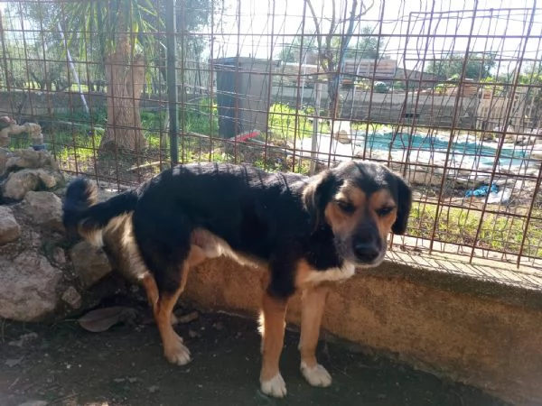 Gigio 2 anni socievole equilibrato  | Foto 0