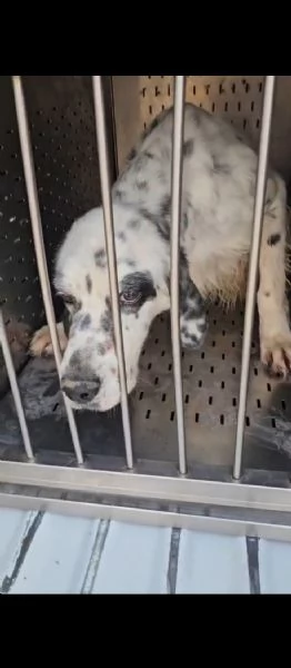 Zeus giovane setter equilibrato socievole  | Foto 6