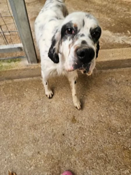 Zeus giovane setter equilibrato socievole  | Foto 5