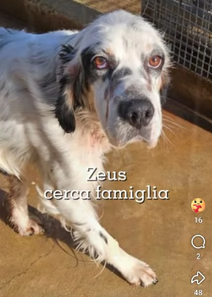 Zeus giovane setter equilibrato socievole 