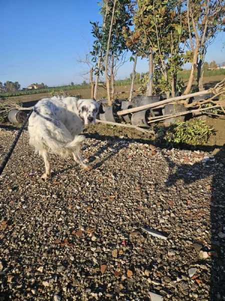 Zeus giovane setter equilibrato socievole  | Foto 5