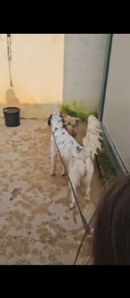 Zeus giovane setter equilibrato socievole  | Foto 4