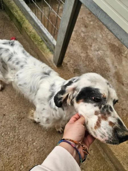 Zeus giovane setter equilibrato socievole  | Foto 3