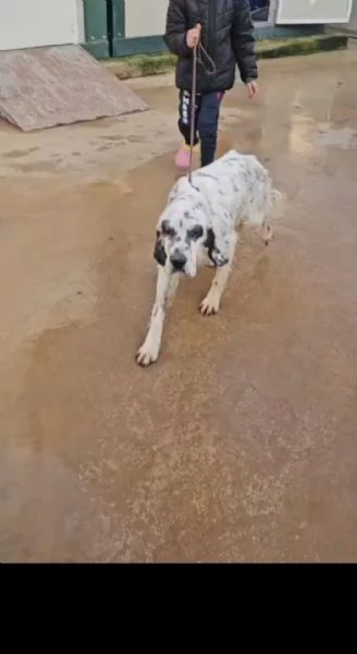 Zeus giovane setter equilibrato socievole 