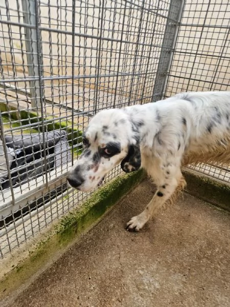 Zeus giovane setter equilibrato socievole  | Foto 2