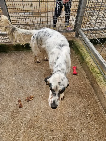 Zeus giovane setter equilibrato socievole  | Foto 1