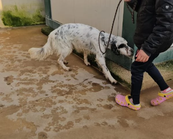 Zeus giovane setter equilibrato socievole  | Foto 0