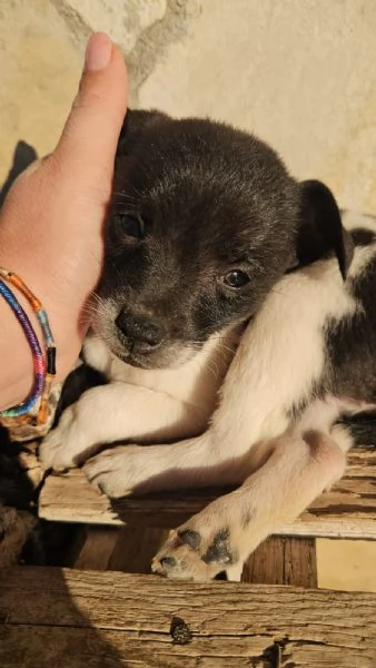 Pizzetta 2 mesi taglia piccola 