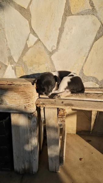 Pizzetta 2 mesi taglia piccola  | Foto 3