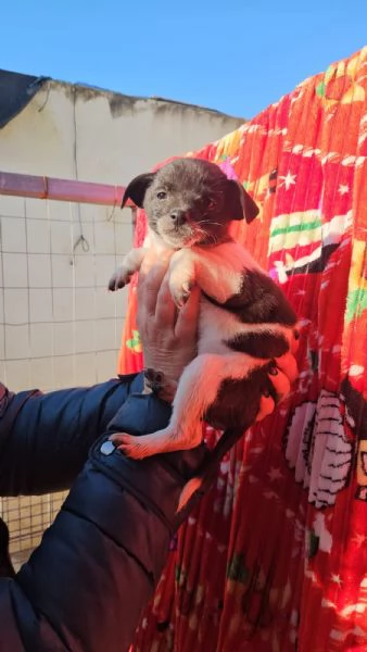 Pizzetta 2 mesi taglia piccola  | Foto 2