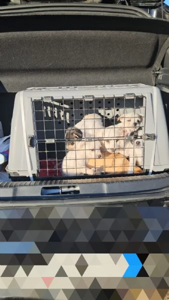 Pizzetta 2 mesi taglia piccola  | Foto 1