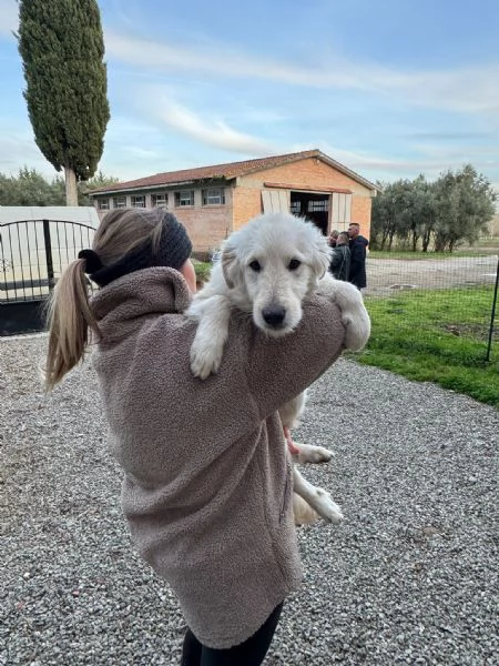 Lilly cucciolona taglia media socievole  | Foto 3