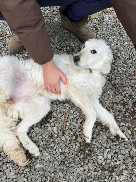 Lilly cucciolona taglia media socievole  | Foto 2