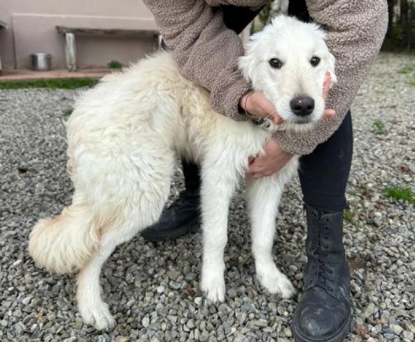 Lilly cucciolona taglia media socievole 