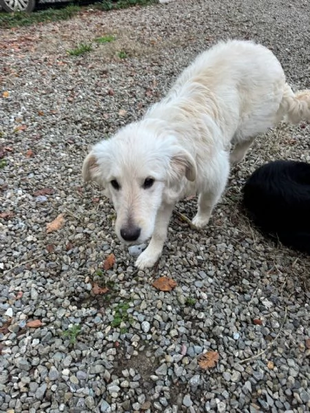 Lilly cucciolona taglia media socievole  | Foto 1