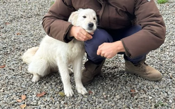 Lilly cucciolona taglia media socievole  | Foto 0