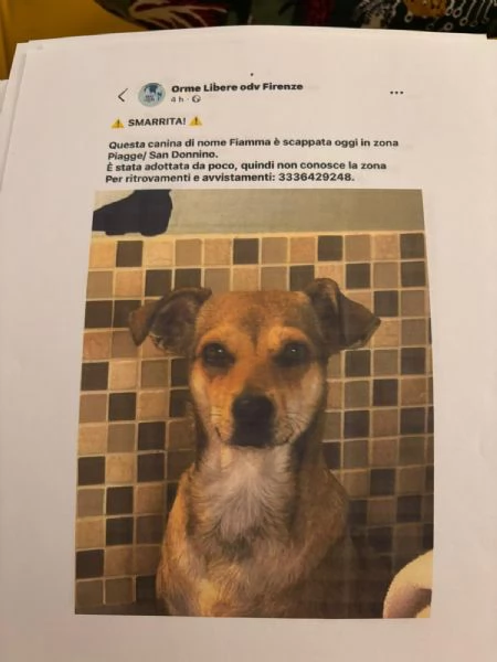 Fiamma egrave scappata Appello urgente 