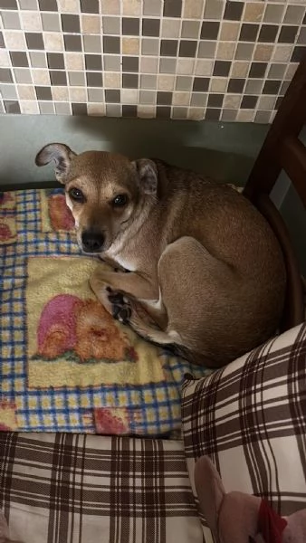 Fiamma egrave scappata Appello urgente  | Foto 1