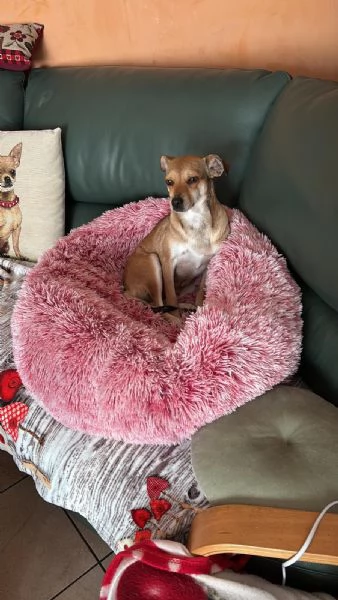 Fiamma egrave scappata Appello urgente  | Foto 0