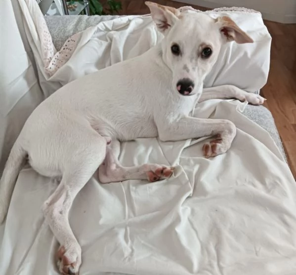 Argo taglia piccola vivace ed energico