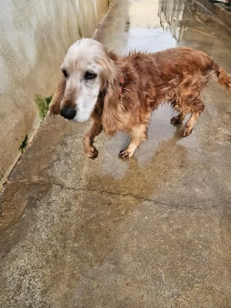 Mya cockerina anziana dolcissima  | Foto 5