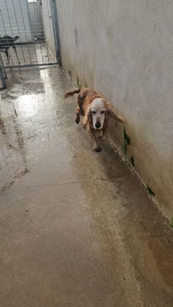 Mya cockerina anziana dolcissima  | Foto 4