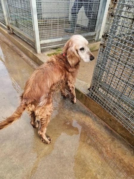 Mya cockerina anziana dolcissima  | Foto 2