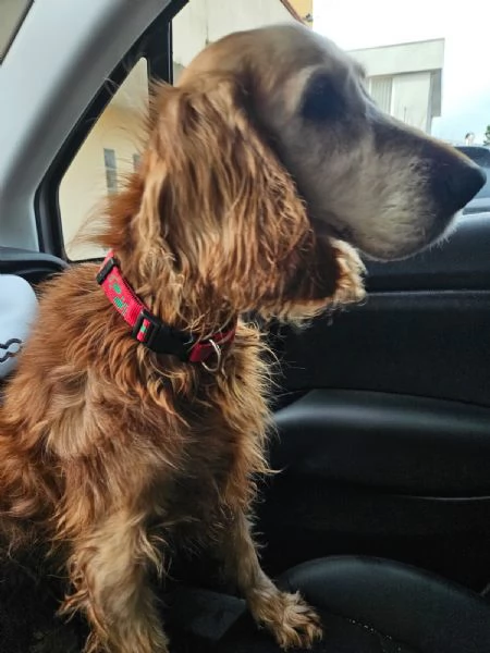 Mya cockerina anziana dolcissima  | Foto 0