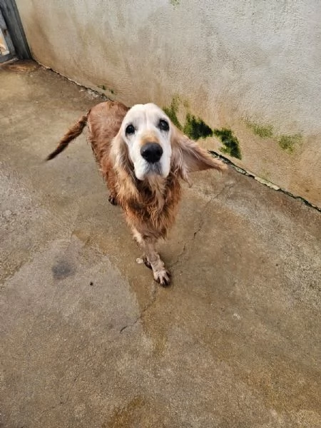 Mya cockerina anziana dolcissima 
