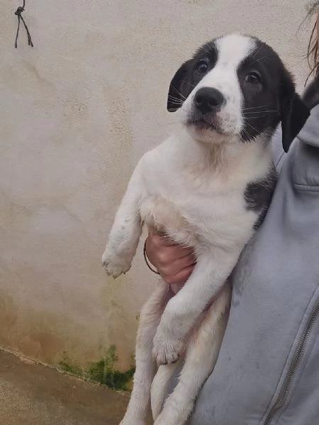 Olga 3 mesi taglia grande  | Foto 2