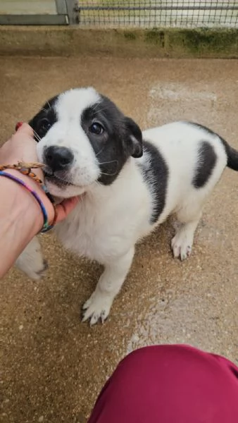 Olga 3 mesi taglia grande  | Foto 1