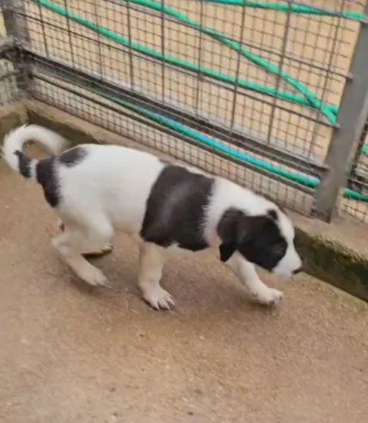 Olga 3 mesi taglia grande  | Foto 0