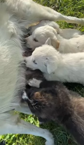 Snow 4 mesi taglia grande  | Foto 3