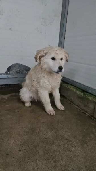 Snow 4 mesi taglia grande  | Foto 2