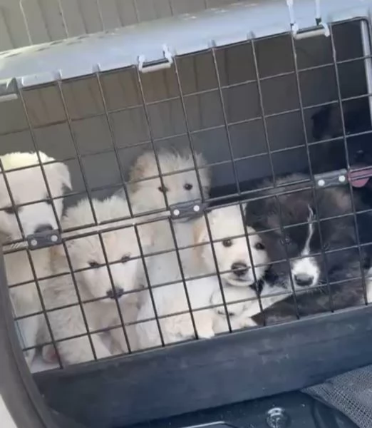 Snow 4 mesi taglia grande  | Foto 1