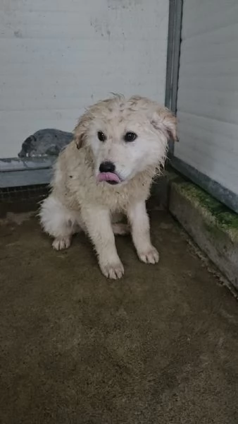 Snow 4 mesi taglia grande 