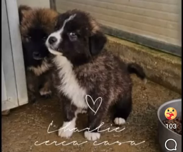 Charlie 4 mesi taglia grande  | Foto 6