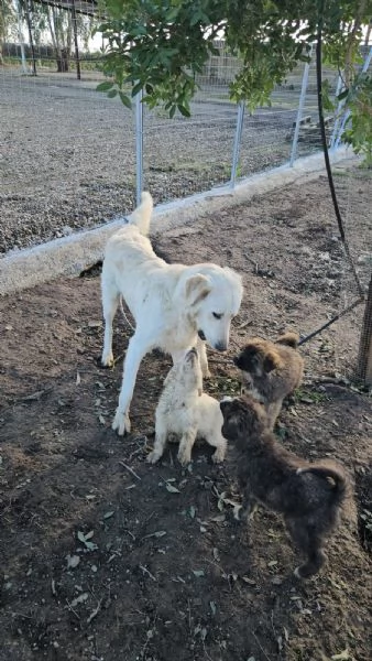 Charlie 4 mesi taglia grande  | Foto 5