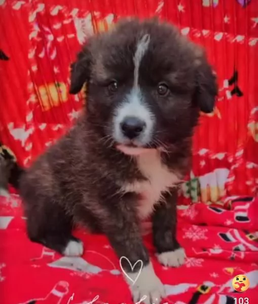 Charlie 4 mesi taglia grande  | Foto 4