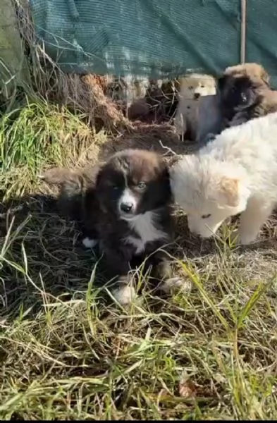 Charlie 4 mesi taglia grande  | Foto 3