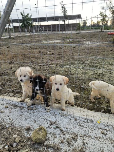 Charlie 4 mesi taglia grande  | Foto 0