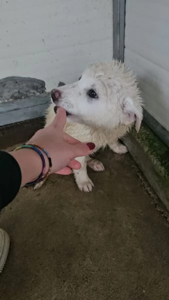 Patatina 4 mesi taglia grande  | Foto 4