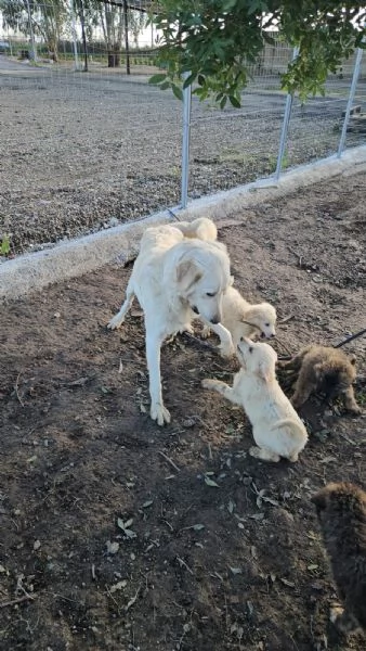 Patatina 4 mesi taglia grande  | Foto 2