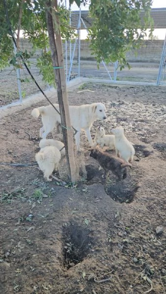 Patatina 4 mesi taglia grande  | Foto 1