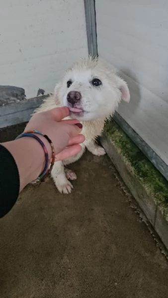 Patatina 4 mesi taglia grande 