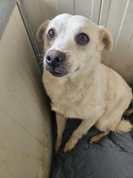 Boris 1 anno taglia piccola  | Foto 3