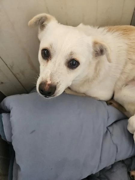 Boris 1 anno taglia piccola  | Foto 2